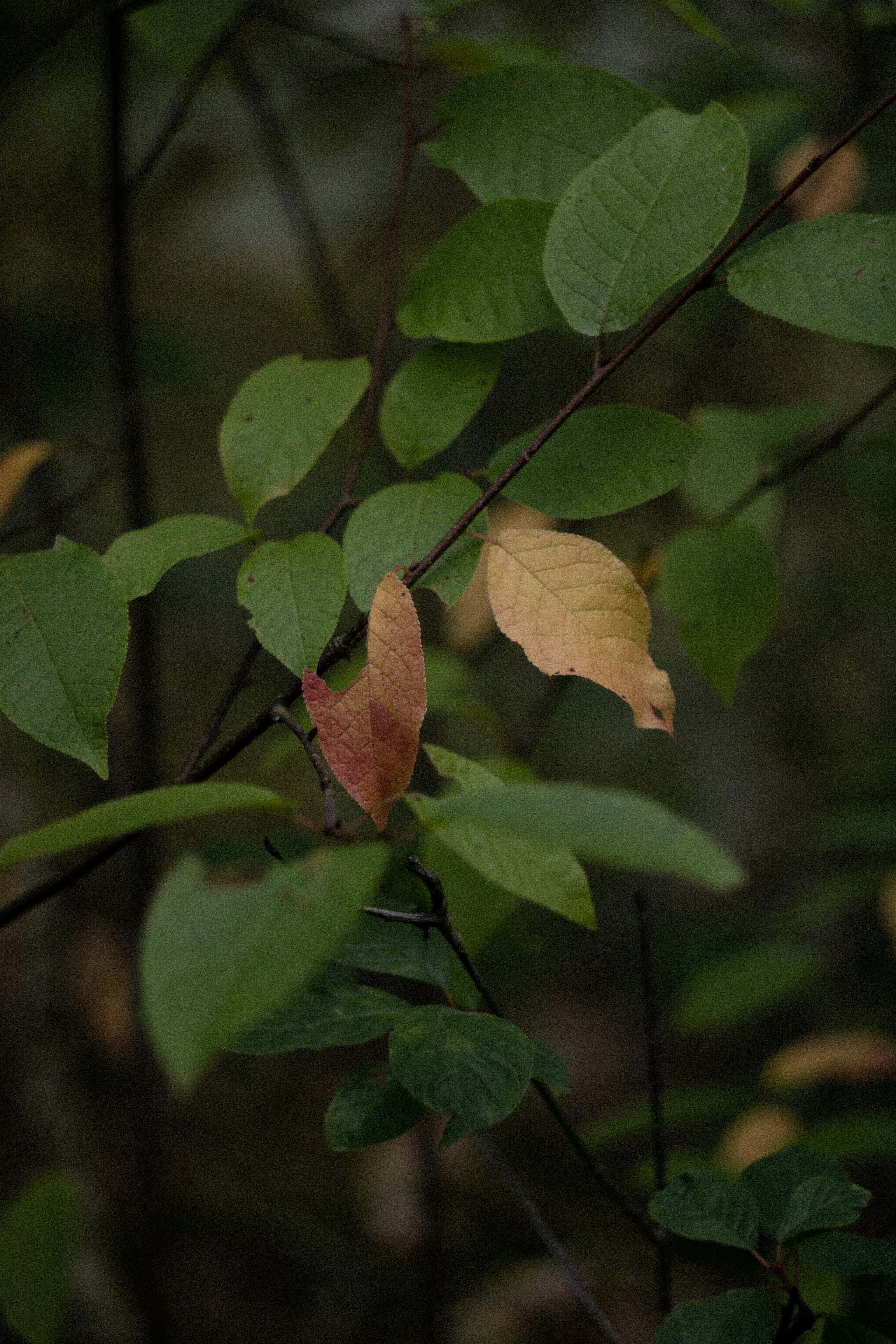 brown leaf on green stem